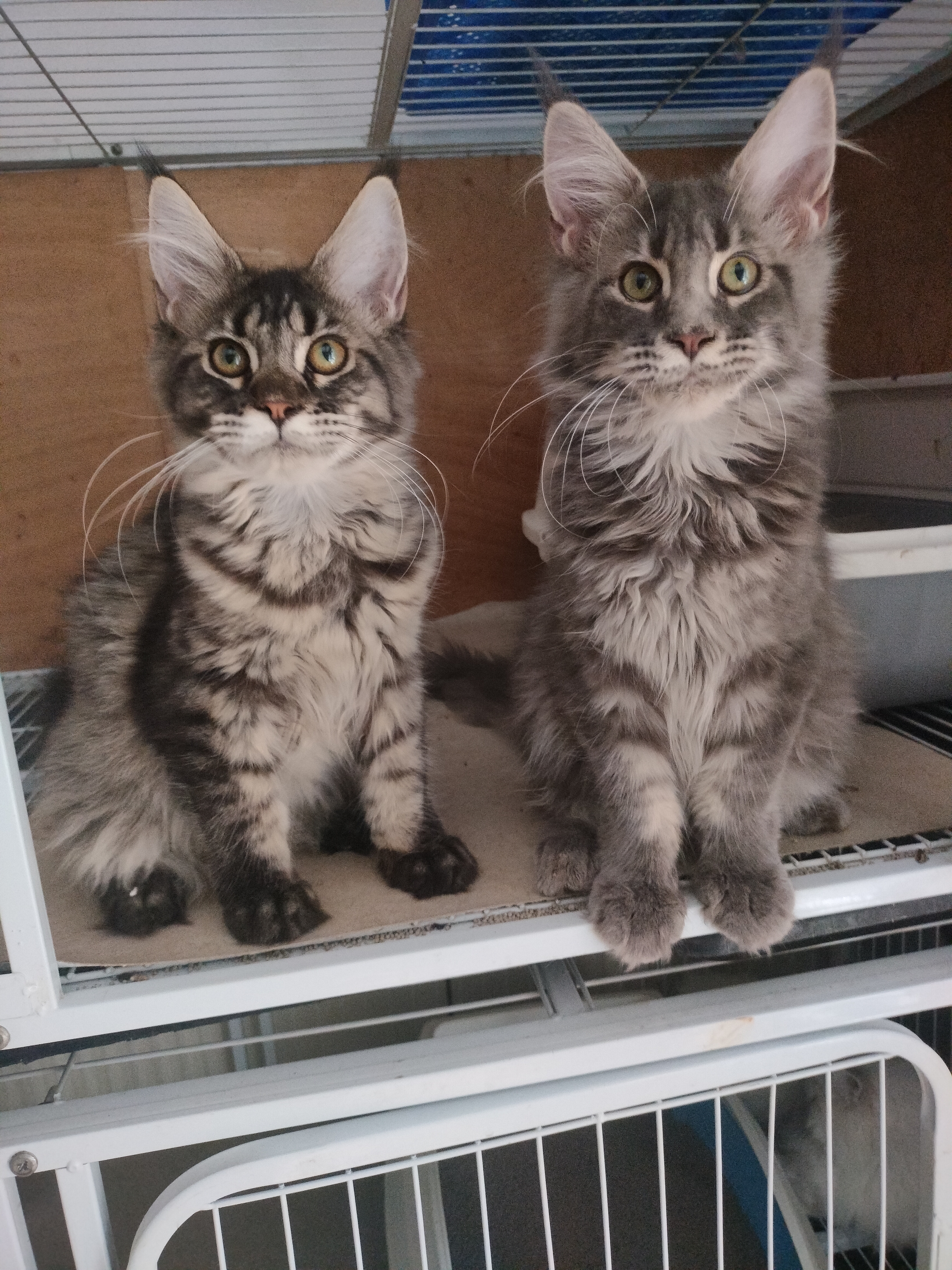 缅因猫